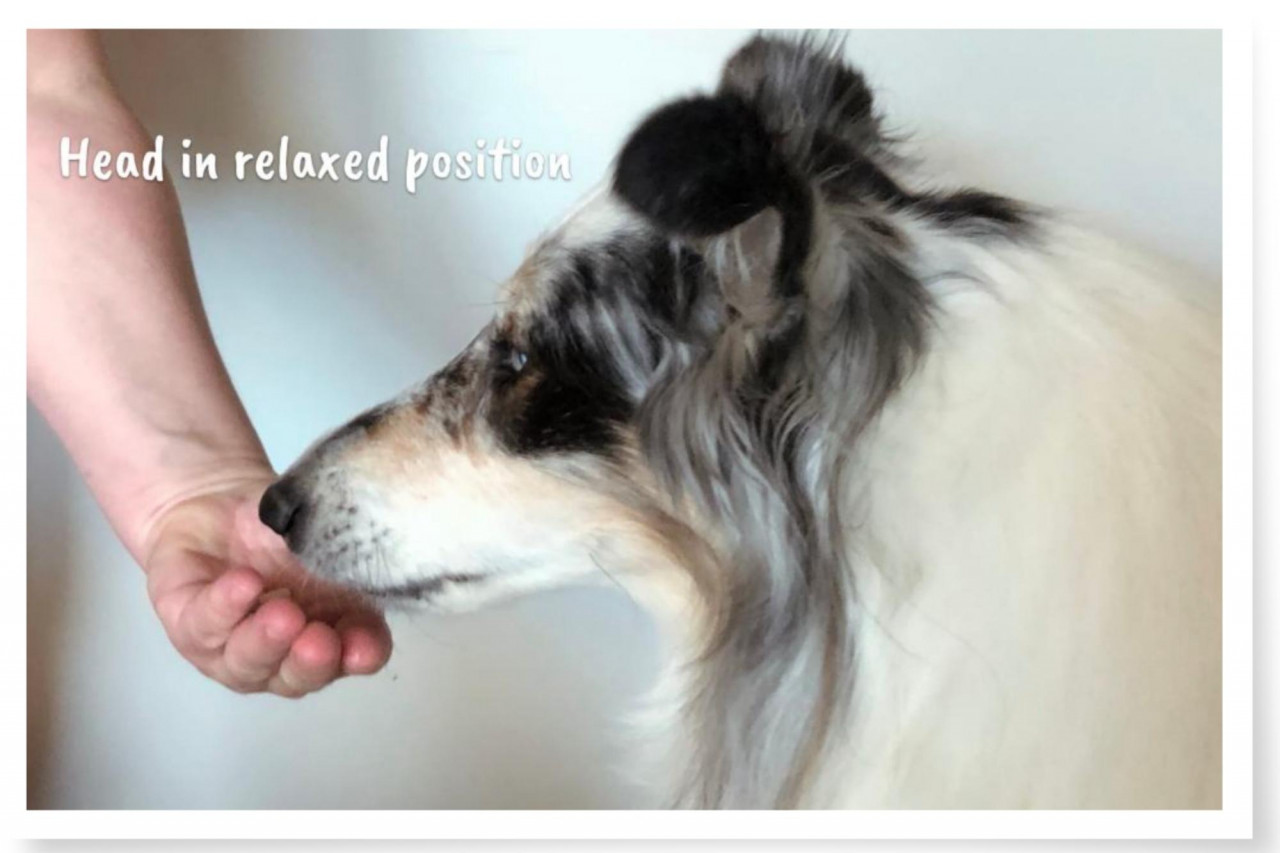 dog learning to take a pill voluntarily and being offered that pill from a hand